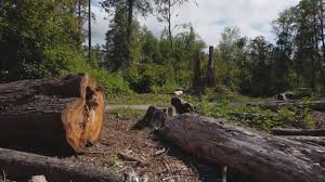 Best Fruit Tree Pruning  in Geronimo, OK