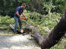 Best Root Management and Removal  in Geronimo, OK