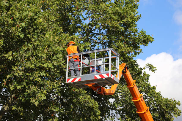 Best Tree Disease Treatment  in Geronimo, OK
