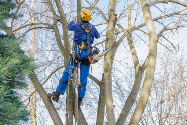 Best Commercial Tree Services  in Geronimo, OK
