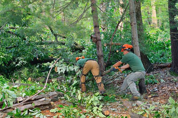 Geronimo, OK Tree Services Company