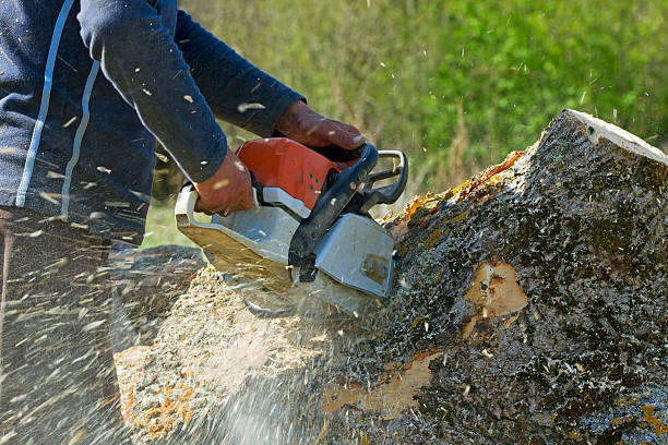Best Lawn Maintenance Plans  in Geronimo, OK