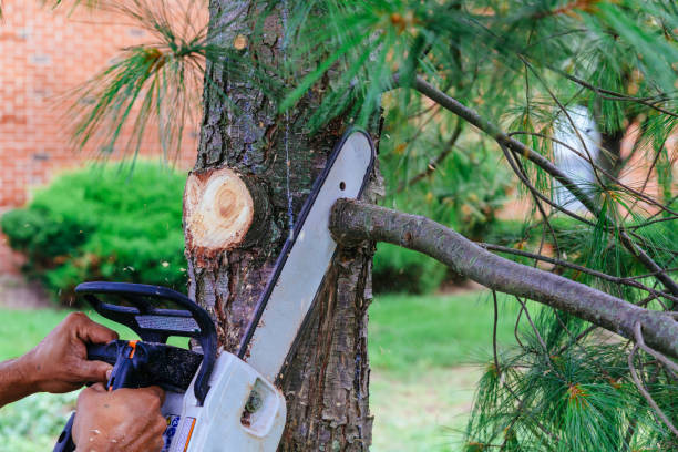 Best Lawn Dethatching  in Geronimo, OK